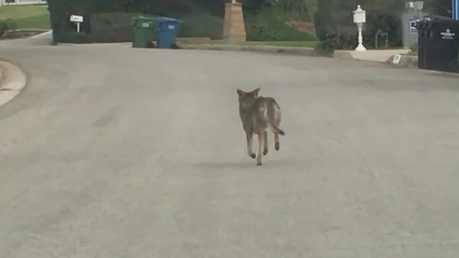 Coyote sighting West Hollywood