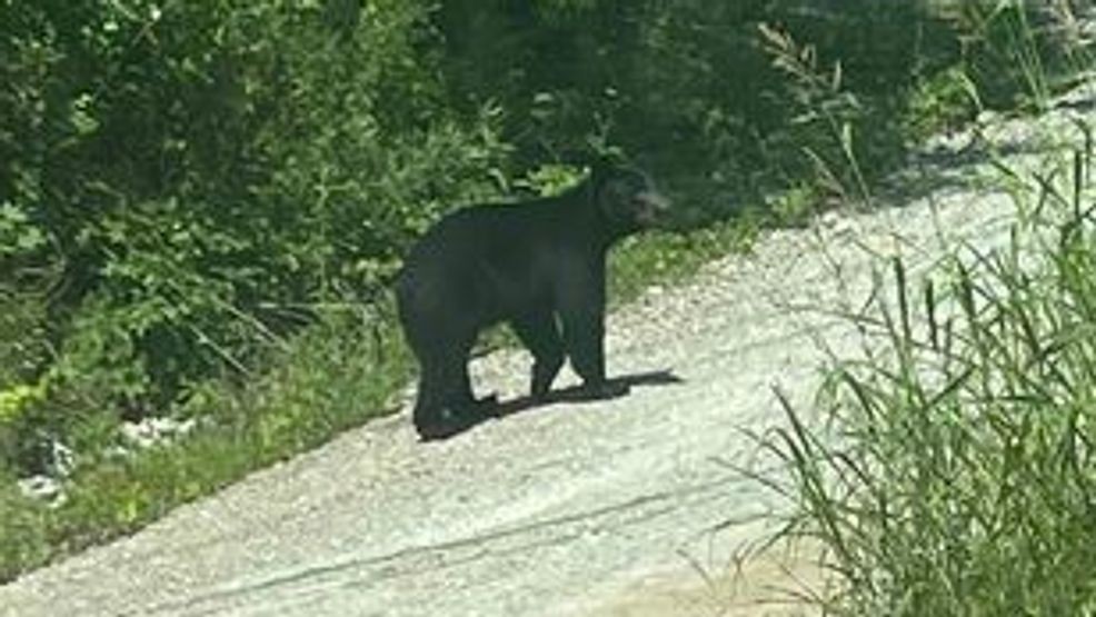FILE:{ }Viewer Addam Prewitt sent us this photo of a bear spotted in Apison in the Parker's Gap area in 2024.