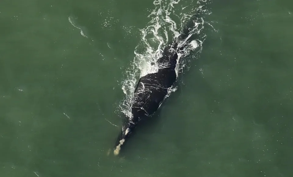 North Atlantic right whale