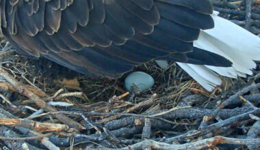Bald eagle lays first egg of 2026 season at Big Bear nest