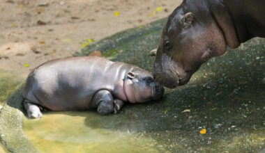 Baby Pygmy Hippo Gets the ‘Mom Stare’ After He Refuses to Listen to Caregivers