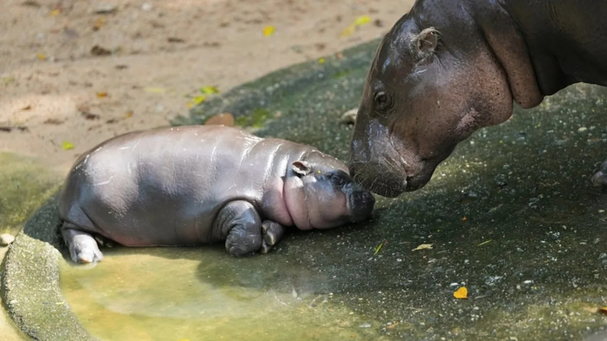 Baby Pygmy Hippo Gets the ‘Mom Stare’ After He Refuses to Listen to Caregivers