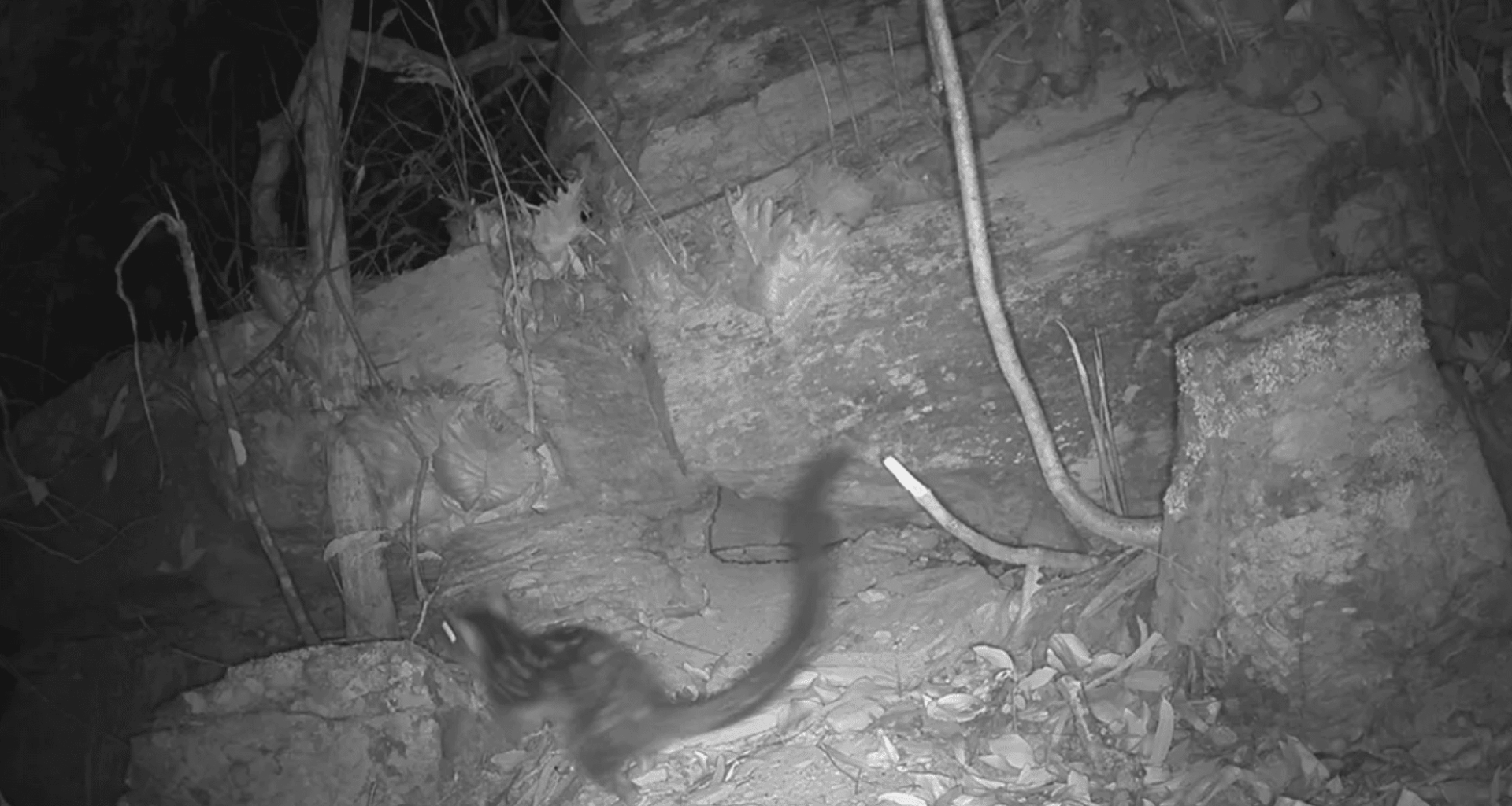 After 80 Years, An Australian Species Is Finally Spotted Again