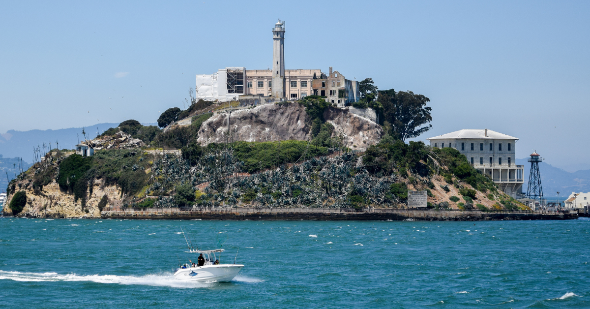 A Swimming Coyote? Videos Confirm First-Ever Sighting at Alcatraz
