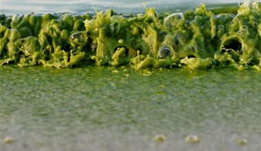 Latest U.S.-Canada analysis finds Lake Erie is still in ‘poor’ and ‘unchanging’ condition