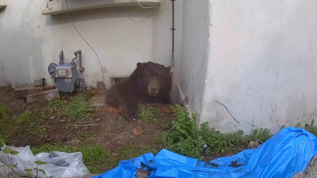 A brown bear lying in a crawl space under a house with a gas meter and blue tarp nearby.