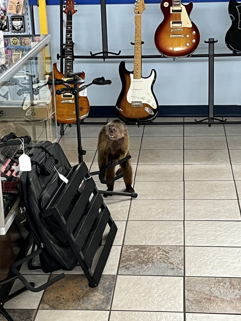 A monkey in a musical instrument store, surrounded by guitars and equipment.