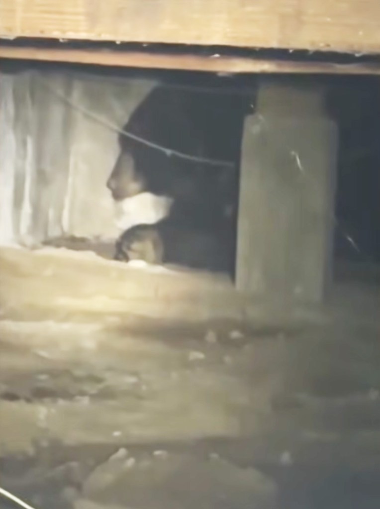 A bear is seen under a home in Altadena.