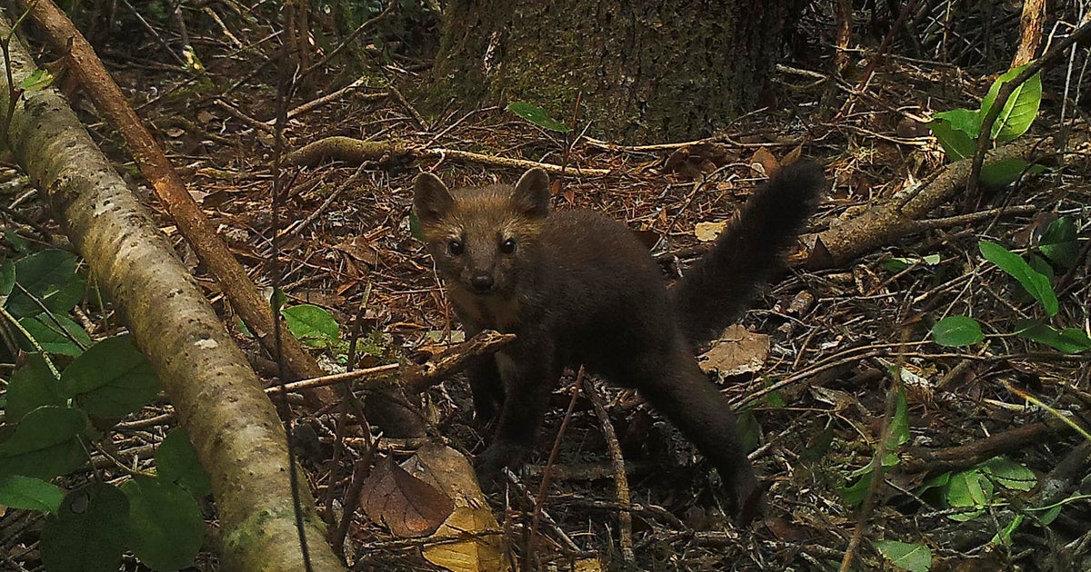 Redwoods Predator Trapping