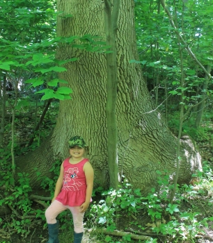 Invasive species are destroying our forests