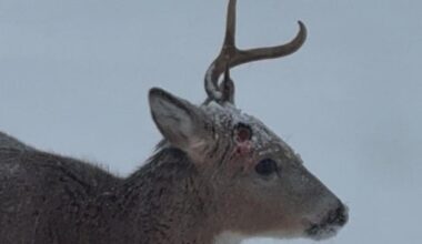 Understanding Early Antler Shedding In Minnesota's Deer Population
