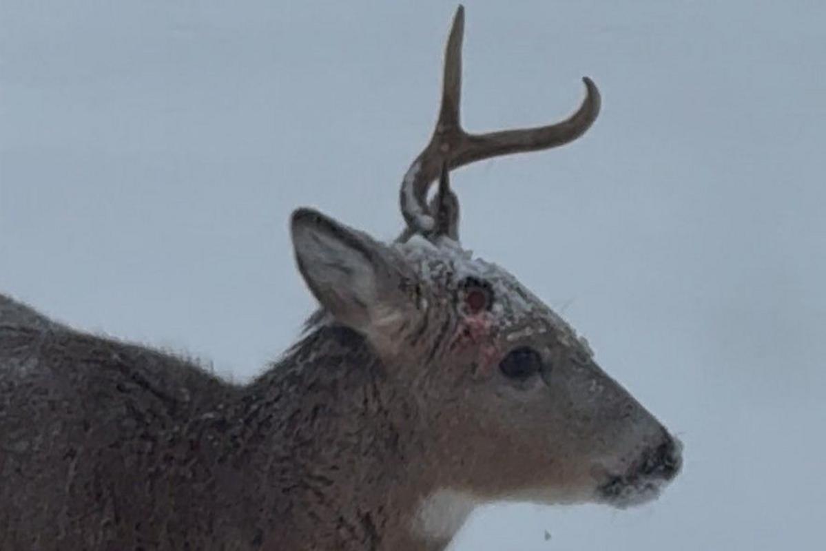 Understanding Early Antler Shedding In Minnesota's Deer Population