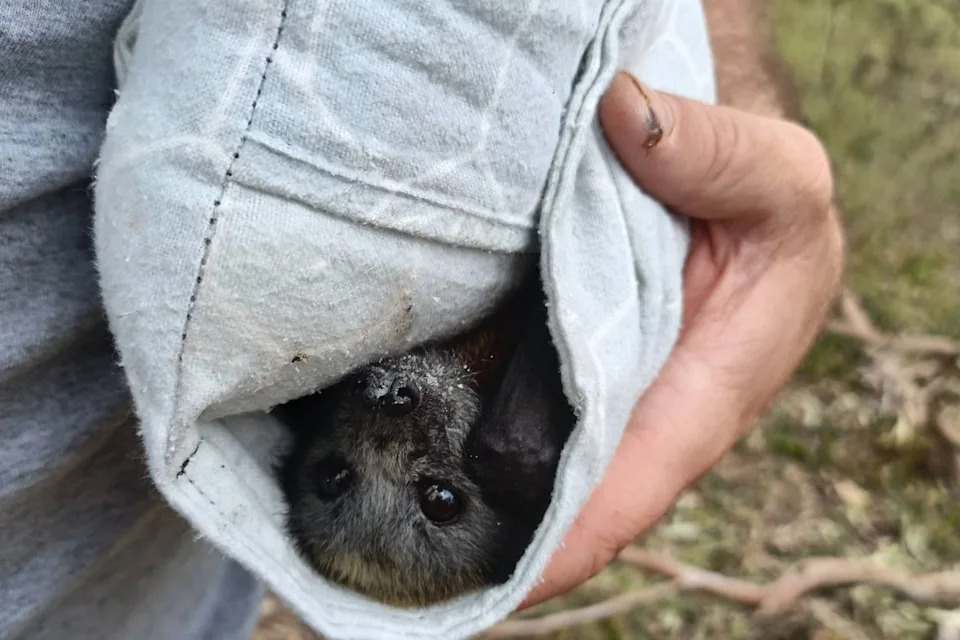 This picture shows a flying fox rescued during a heatwave earlier in January. Source: Fly By Night
