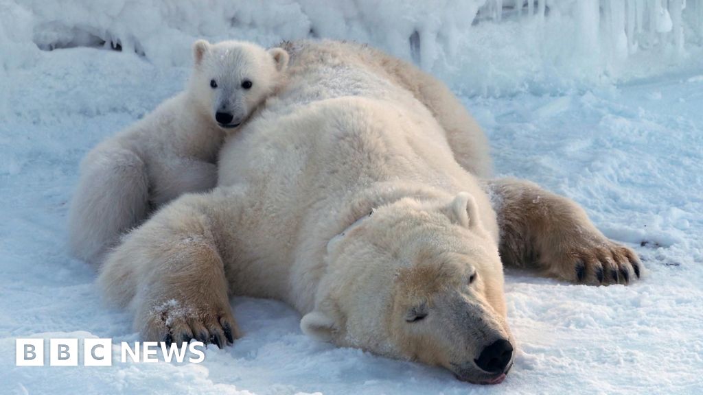Polar bears on Norwegian islands fatter and healthier despite ice loss, scientists say - BBC