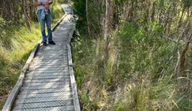 Walker spots camouflaged snake in Aussie bush most people can't see: 'Yikes, it's big'