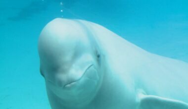 Marineland animals could be transported to the U.S.