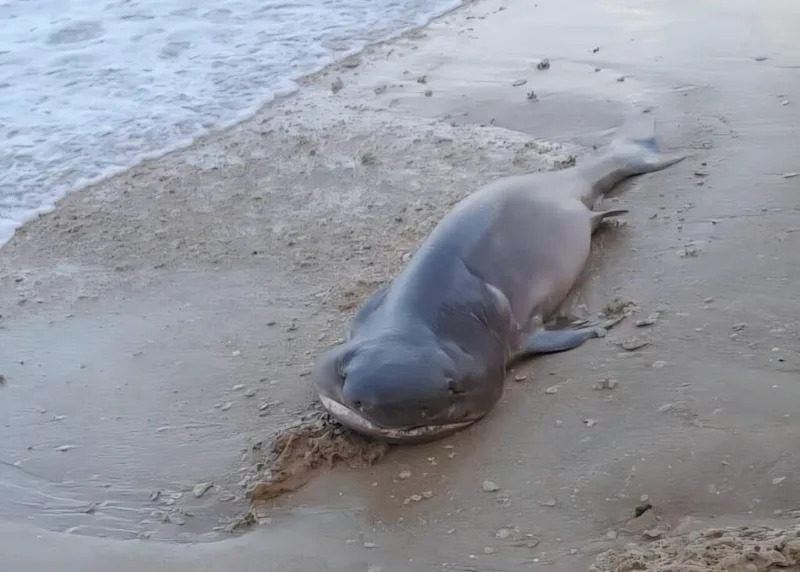The last time a gray sixgill shark washed ashore in Israel was 2012.