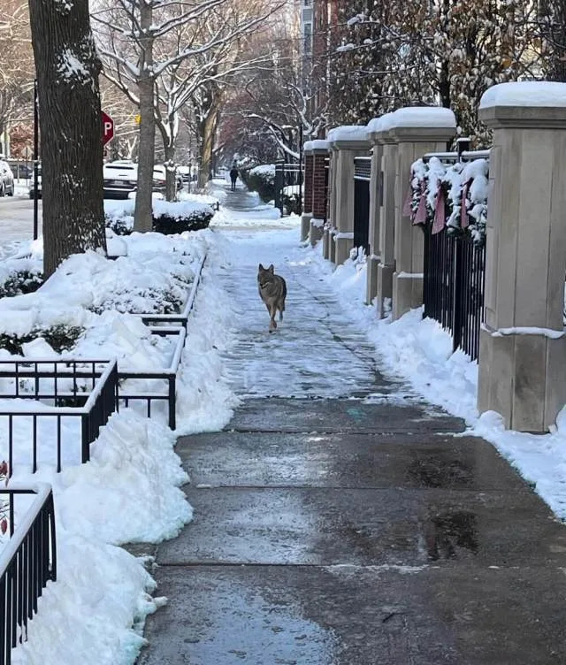 One Chicago resident was greeted by a surprise appearance from a predator for a recent coyote sighting in Chicago.