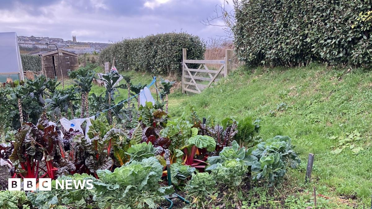 There is a patch of fruit and vegetables on the left and centre of the picture, including rhubarb and cabbages in orderly lines. They all look very healthy and vibrant. Beyond the fruit and vegetables is a small garden shed and there is a distant view of a town behind the shed which includes a church spire on the horizon. There is also the corner of a large greenhouse. On the right of the picture is a wooden gate to another field which is halfway alon a tidy and tall green hedge. The whole image is lush and green with splashes of dark red  due to the rhubarb.