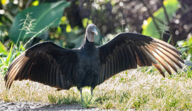 Friendly Vulture Majestically Shows Off His Massive Wings to Man Who Feeds Him