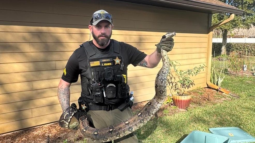 January 25, 2026 - The Indian River County Sheriff’s Office said a deputy wrangled a 9‑foot boa constrictor after a resident in Indian River County called for help upon finding the nonnative snake in her yard, prompting the safe capture and transfer of the animal to Animal Control to prevent ecological harm. (IRCSO) 