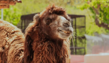 Pet Camel Acts Like a Big Puppy and People Can’t Get Over the Cuteness