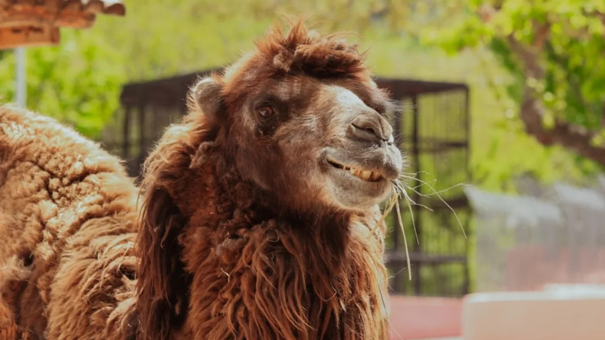 Pet Camel Acts Like a Big Puppy and People Can’t Get Over the Cuteness