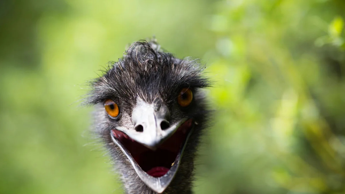 Baby Horse Trying to Befriend an Emu Doesn’t Go as Planned
