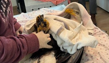 Colorado Parks and Wildlife seeking tips on shooting of bald eagle in Northglenn