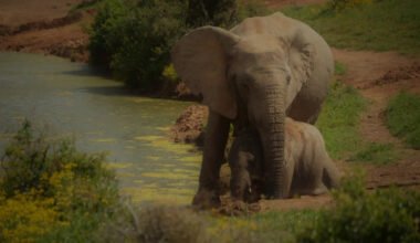 Mother Elephant’s Heroic Rescue of Baby Drowning in Raging River Has People Cheering