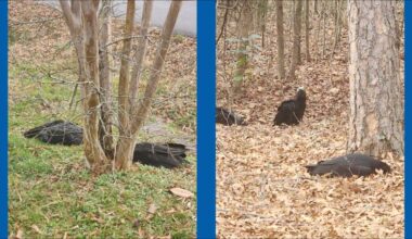 Eden man finds more than 20 dead vultures in his yard within a week; officials investigating