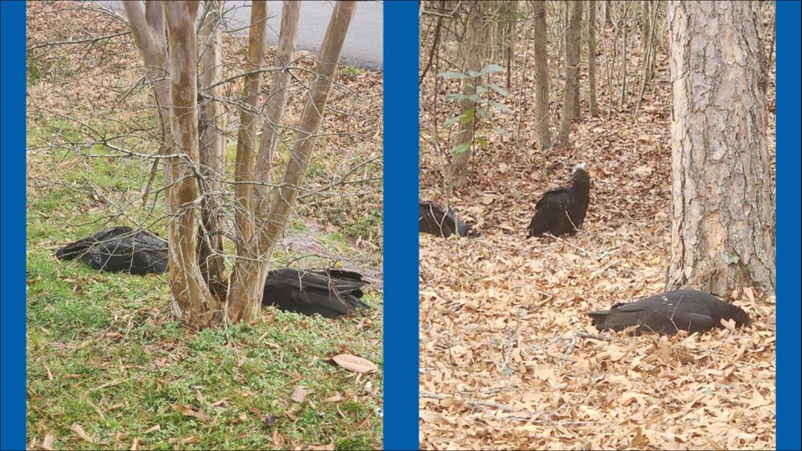 Eden man finds more than 20 dead vultures in his yard within a week; officials investigating