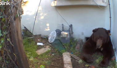 Bear gets the boot from crawl-space under Altadena home – NBC Los Angeles