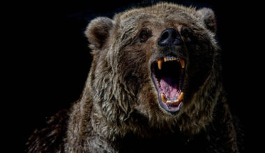 Japan Is Facing a Strange Crisis of Deadly Bear Attacks