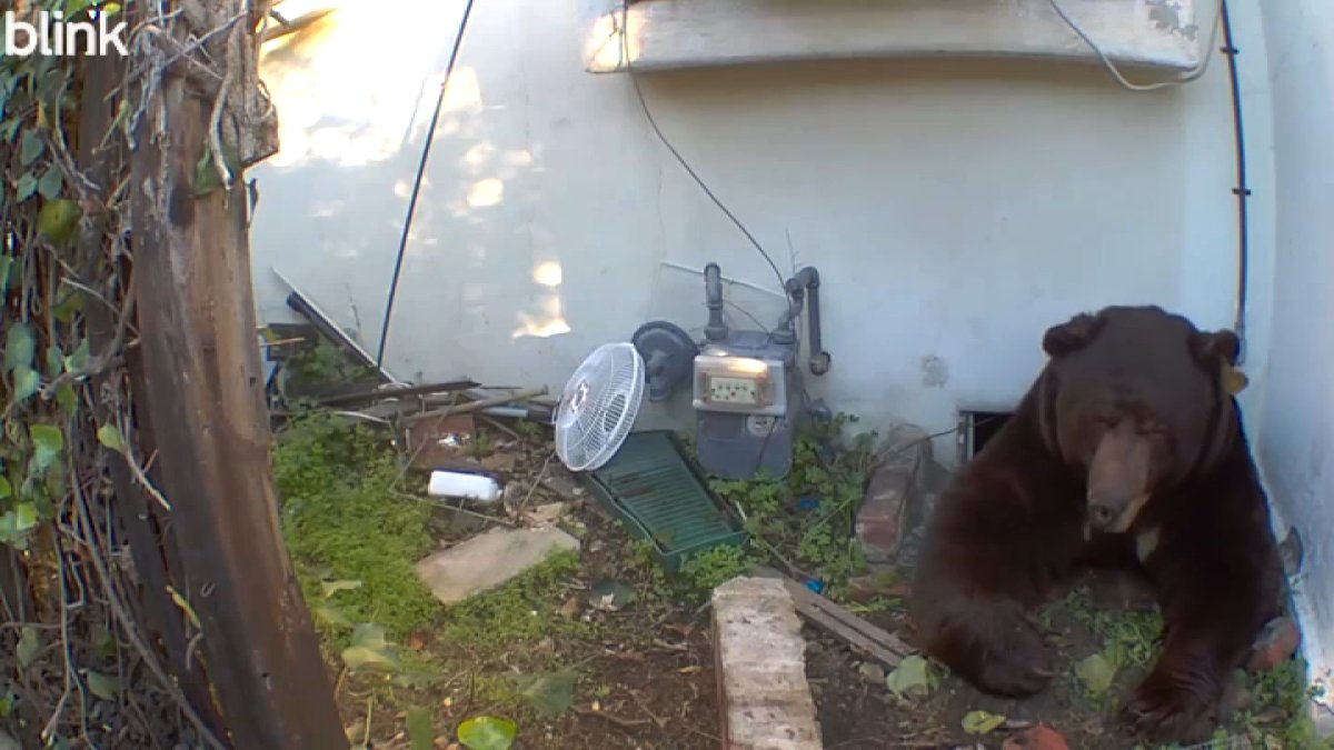 Bear gets the boot from crawl-space under Altadena home – NBC Los Angeles