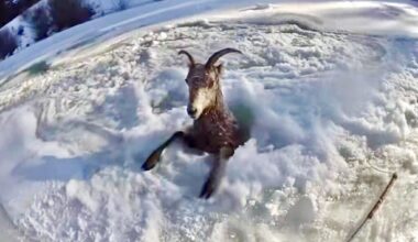 Colorado Parks and Wildlife rescue bighorn sheep that fell through ice near Gunnison