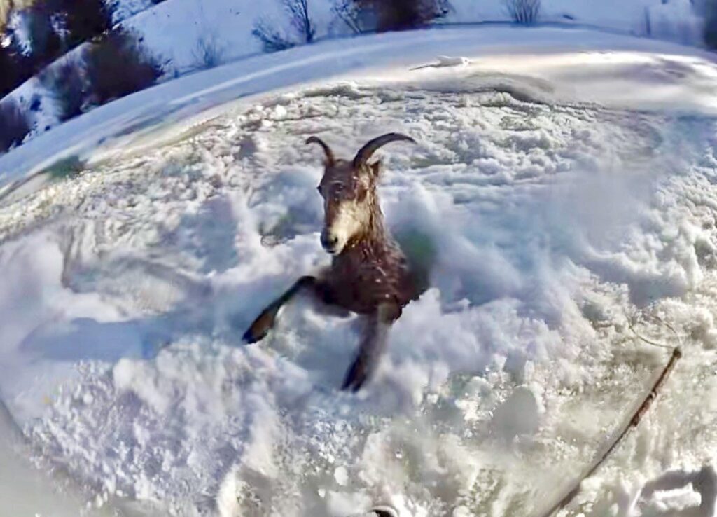 Colorado Parks and Wildlife rescue bighorn sheep that fell through ice near Gunnison