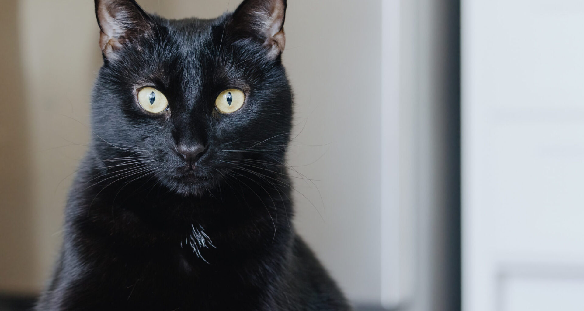 How 100 years of quantum weirdness powers today’s tech – Texas A&M Stories