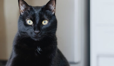 How 100 years of quantum weirdness powers today’s tech – Texas A&M Stories