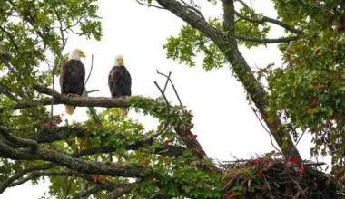 Blue Springs, Missouri bald eagle pair featured in webcam