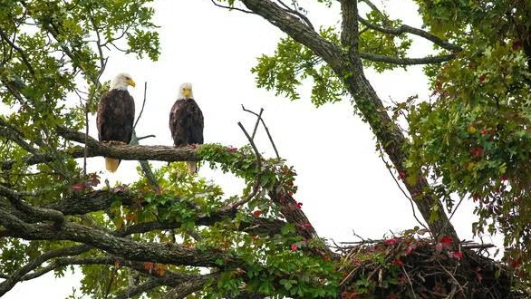 Blue Springs, Missouri bald eagle pair featured in webcam
