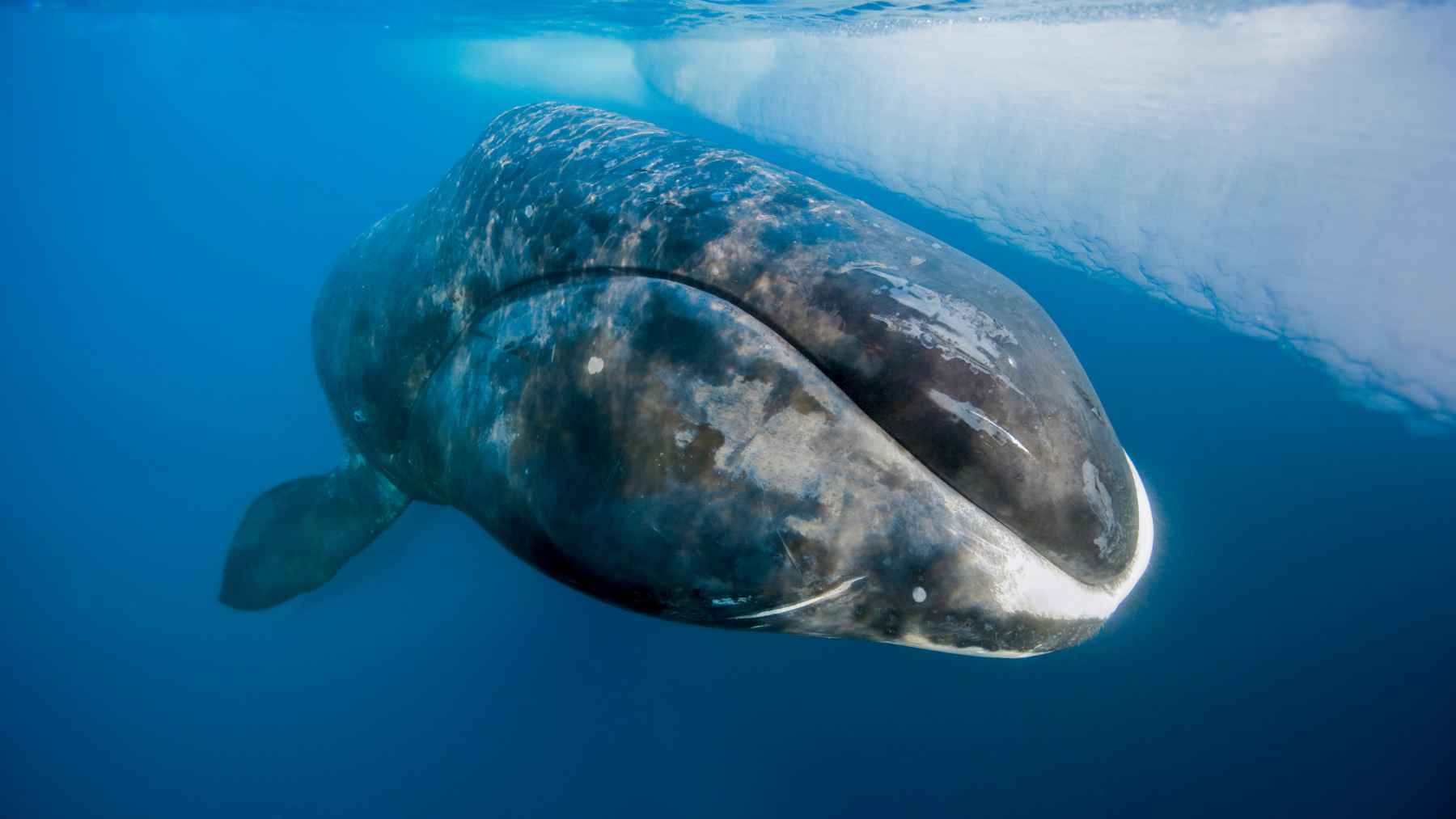Bowhead whale swims beneath Arctic sea ice, an exceptionally long-lived species studied for DNA repair and healthy aging clues.
