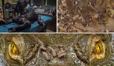 A collage of three wildlife photos: a veterinary team treats a sedated chimpanzee, birds flock around a watchful lion, and a close-up of a crocodile's eyes with several butterflies resting on its head.