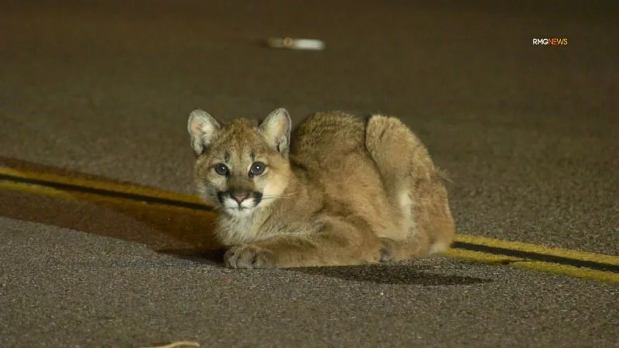 An injured mountain lion cub is seen in the roadway in Castaic before running off. January 2026. (RMG)