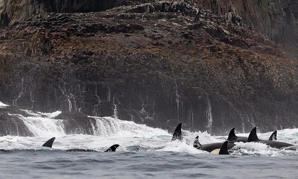 Orcas probe island shore off California.