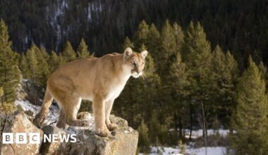 Woman killed in suspected mountain lion attack