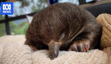 Wildlife carers warn people to watch out for puggle burrows this summer