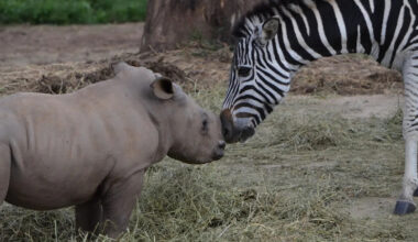 Orphaned Rhino and Zebra Babies Strike up Heartwarming Friendship Worthy of a Children’s Book