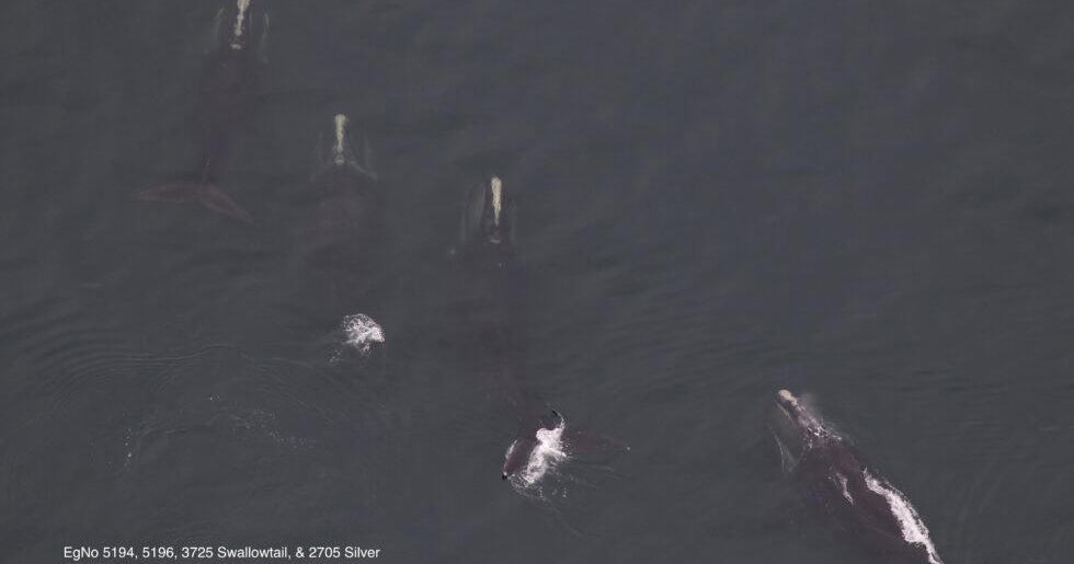 Record sighting: 33 critically endangered whales seen in Cape Cod Bay