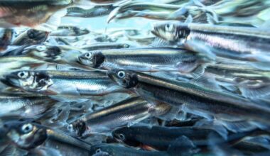 The Ocean Is Still Reeling From a Single Massive Heat Wave Decades Ago : ScienceAlert